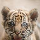 SENSACJA w Zoo Wrocław - narodziny jednego z najrzadszych tygrysów na świecie! 