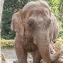 Światowy Dzień Słonia - słonie indyjskie w niewoli turystyki