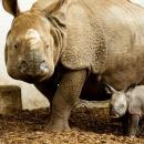 SENSACJA! Na świat, po raz pierwszy we Wrocławiu, przyszedł nosorożec indyjski