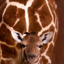 Narodziny w zoo - mała żyrafa siatkowana otrzymała imię Inuki, czyli zapach