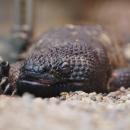Narodziny we wrocławskim zoo - rzadkie maluchy jadowitej jaszczurki