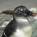 Nowa atrakcja dla zwiedzających - pingwinia aleja gwiazd we wrocławskim zoo
