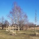 Blisko 100 nowych drzew posadzonych w Gminie Siechnice