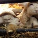 Sześcioraczki, pięcioraczki – rekordy urodzin wrocławskich owieczek