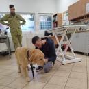  Lekarze z UPWr leczą psa ratownika, który wrócił z Turcji