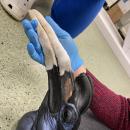 Naukowcy UPWr zrekonstruują dziób dzioboroga abisińskiego z łódzkiego ZOO