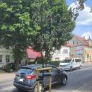 Nowe drzewa podlewa i pielgnuje firma z Legnicy
